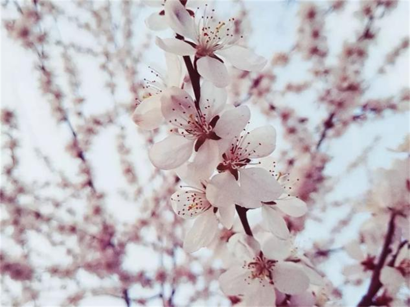 我想把春天送給你1.png 我想把春天送給你1.png