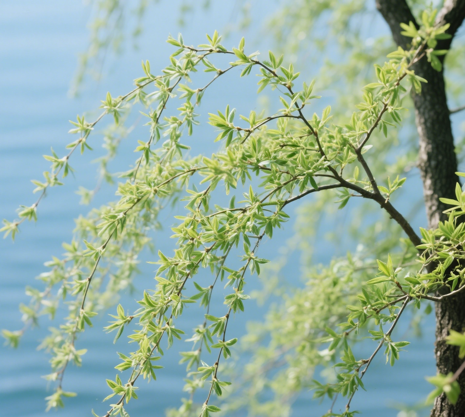 101744275925793563.png 柳樹(1).png