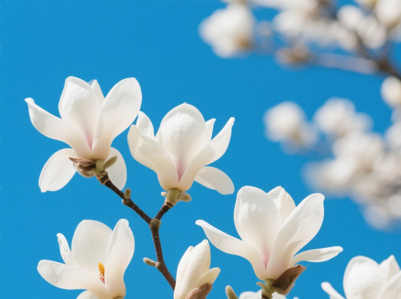 151744700471300507.png 玉蘭花開圖片生成.png