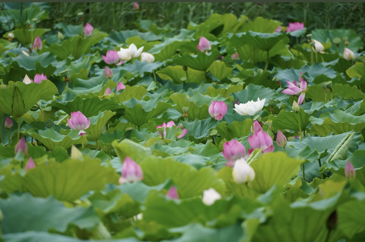 161752624855185604.png 圖片1.png